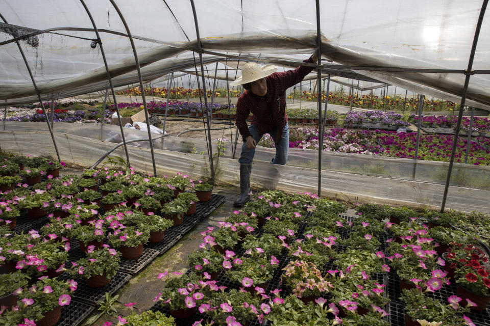 In this Monday, April 6, 2020, photo, flower farmer Guo Changqi looks into his flowers at a farm in the Huangpi district of Wuhan in central China's Hubei province. He says he has thrown away at least 20,000 flowers this year because of Wuhan's 11-week lockdown on transport in and out of the city of 11 million. (AP Photo/Ng Han Guan)