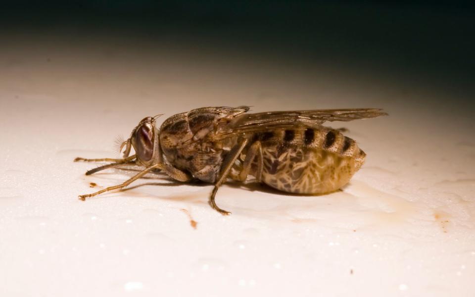 Tsetse fly