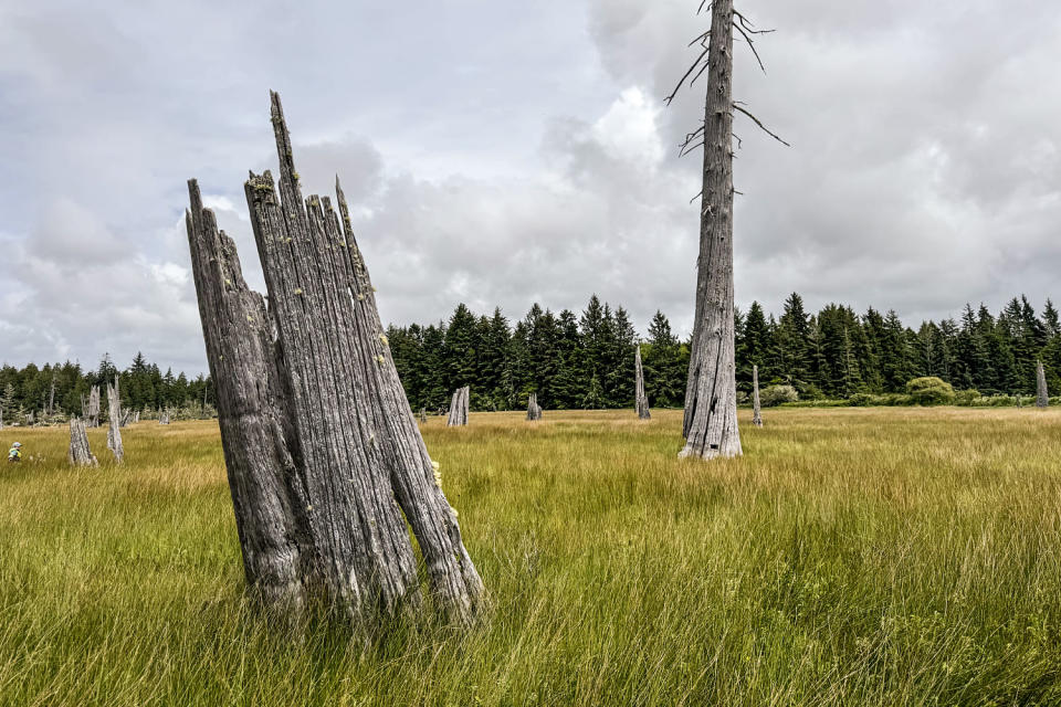 Cascadia (Evan Bush/NBC News)