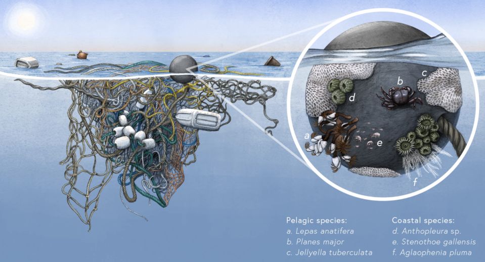 Tiny coastal species have been found living and reproducing in the Giant Pacific Garbage Patch (Illustrated by © 2021 Alex Boersma)