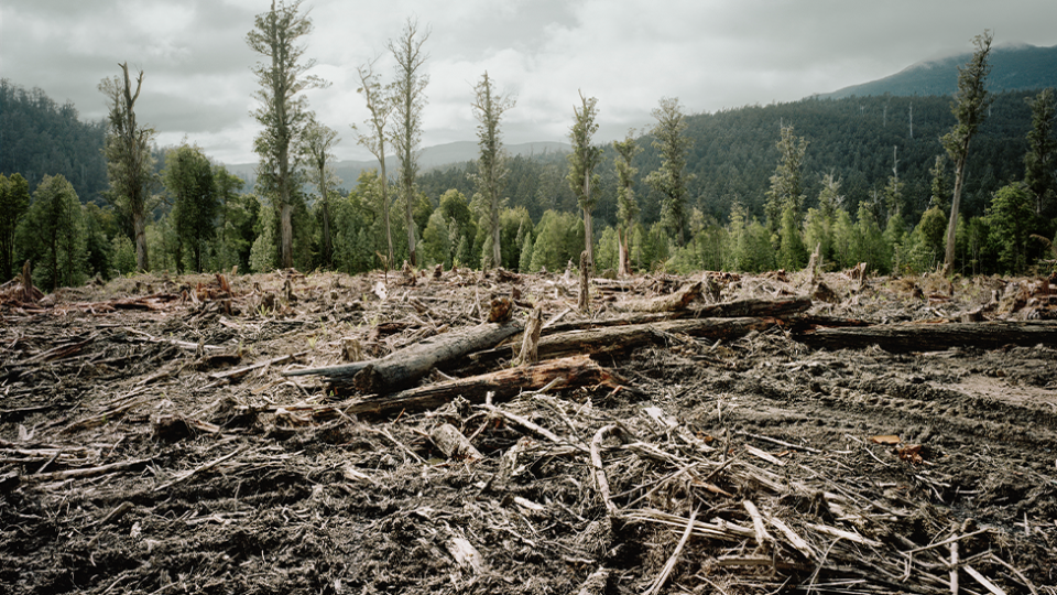 A logged native forest in Tasmania.