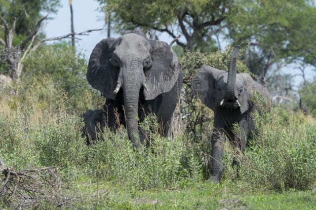 African elephants (Loxodonta africana) smelling the safari...
