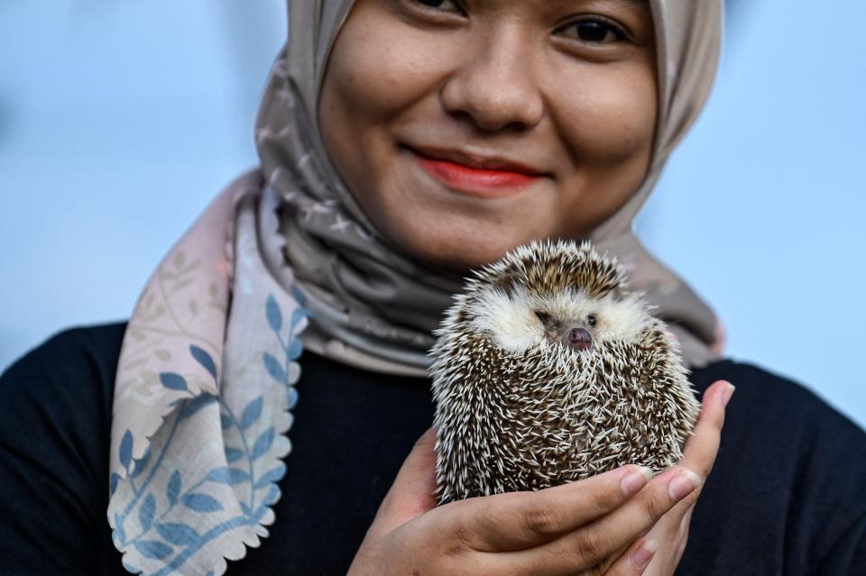A woman carries a hedgehog while taking part in an animal welfare campaign ahead of the World Animal Day in Aceh, Indonesia, on Oct. 2, 2022. 