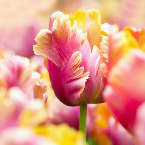 parrot tulip