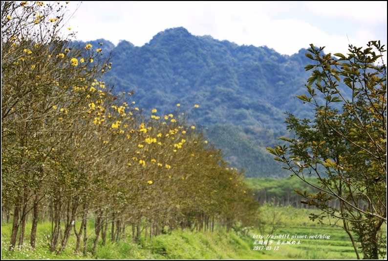 黃花風鈴木(富源國中旁)-2017-03-09.jpg