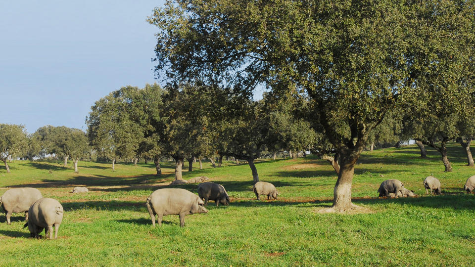 El clima determina la cantidad de bellota disponible. Foto: Señorío de Montanera.