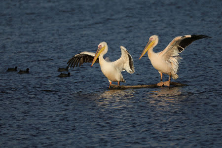 Migrating Great White Pelicans rest at the Hula Nature Park in northern Israel November 22, 2017. REUTERS/Ammar Awad