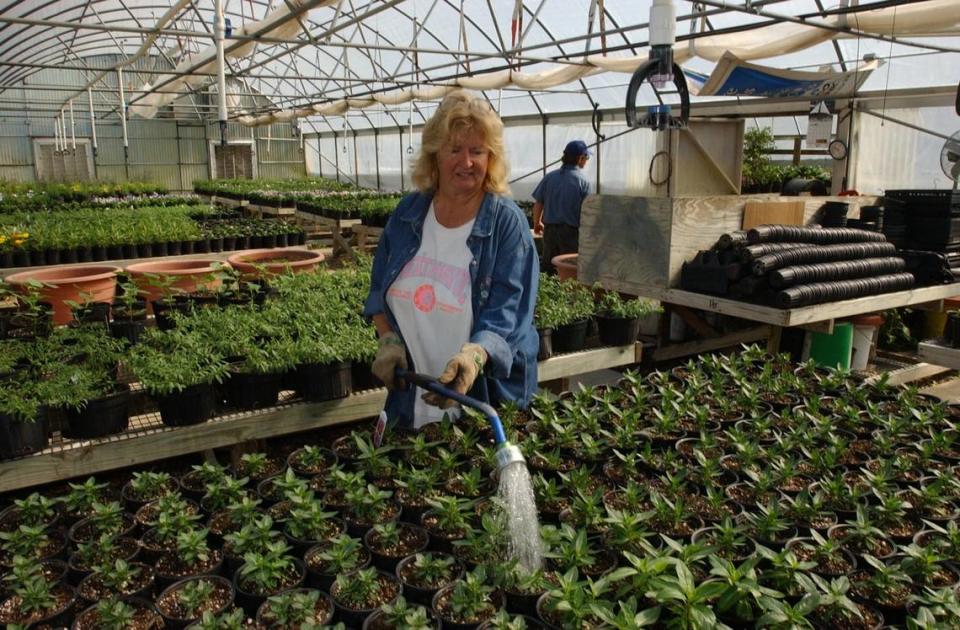 Susan Sales waters spring and summer plants in greenhouses at the Gulfport home of George and Peggy Schloegel. The greenhouses supply plants and flowers for Hancock Bank’s 45 Coast branches.