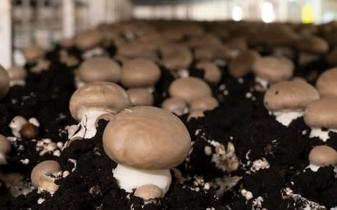 Mushrooms at Leckford  - Credit: Andy Sewell