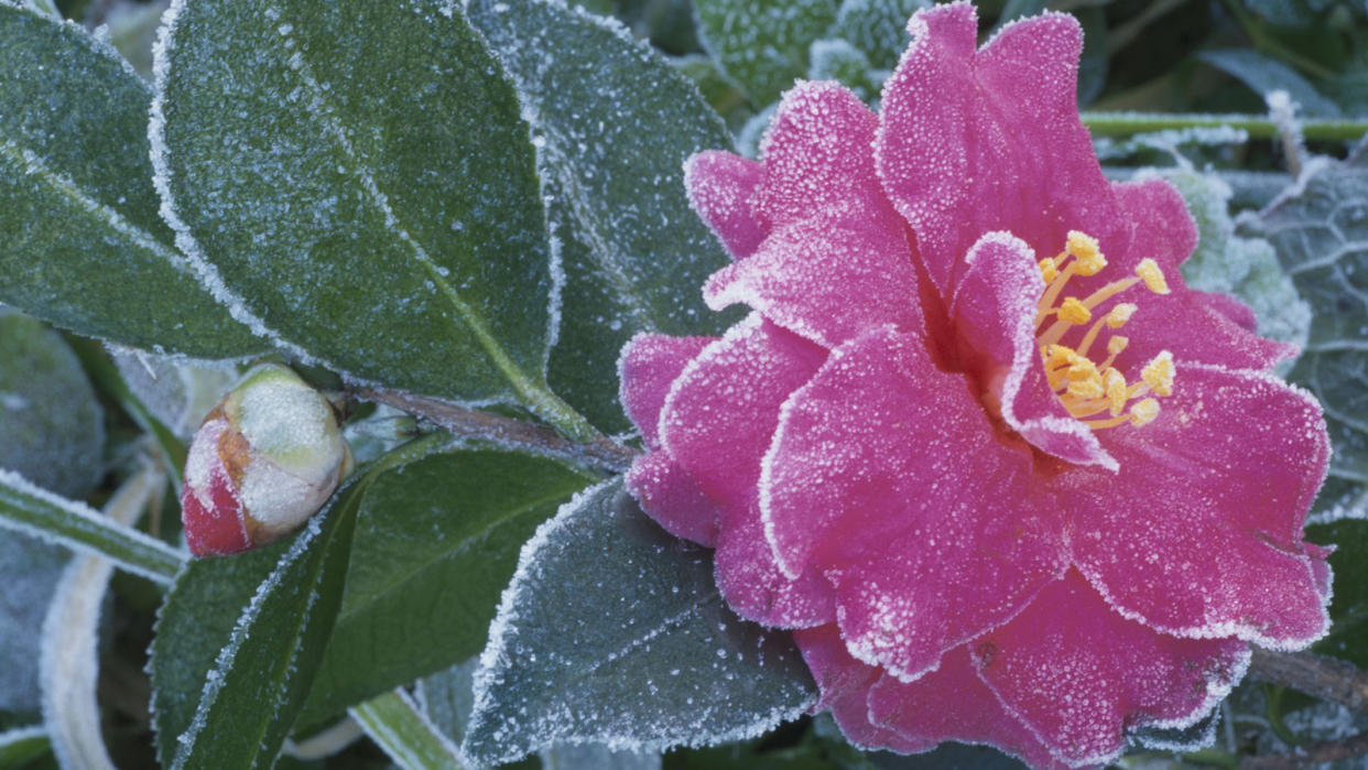  Camellia with frost . 