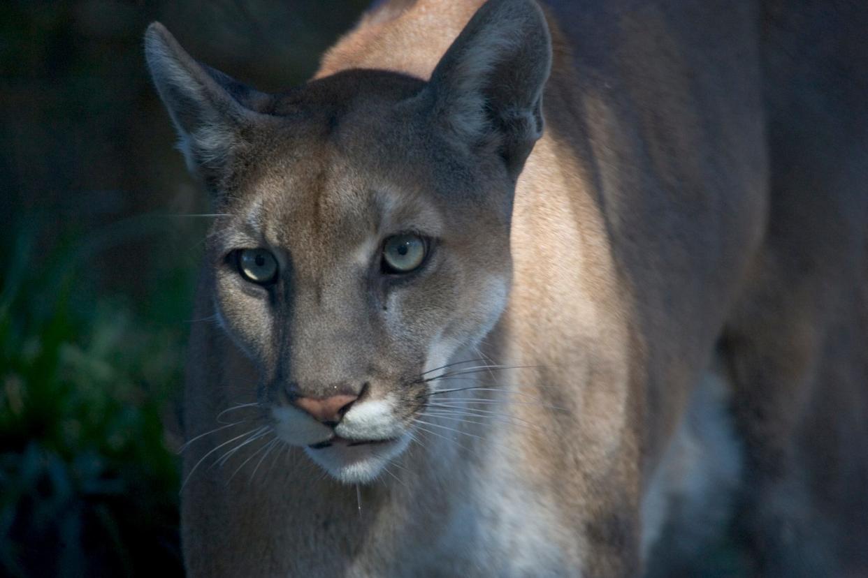 "Once common throughout the southeastern United States, fewer than 100 Florida panthers are estimated to live in the wilds of South Florida today," according to Everglades National Park.