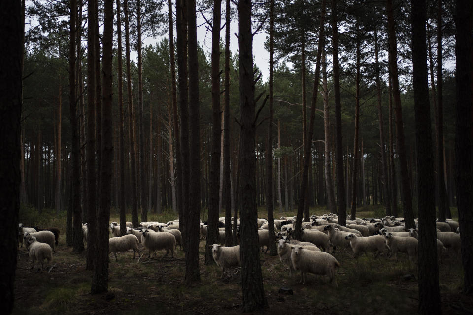 In this April 27, 2020 photo, a flock of sheep move through pine trees on the side of an empty road near Soria, as the lockdown to combat the spread of the new coronavirus continues in Spain. Many in Spain's small and shrinking villages thought their low populations would protect them from the coronavirus pandemic. The opposite appears to have proved true. Soria, a north-central province that's one of the least densely peopled places in Europe, has recorded a shocking death rate. Provincial authorities calculate that at least 500 people have died since the start of the outbreak in April. (AP Photo/Felipe Dana)