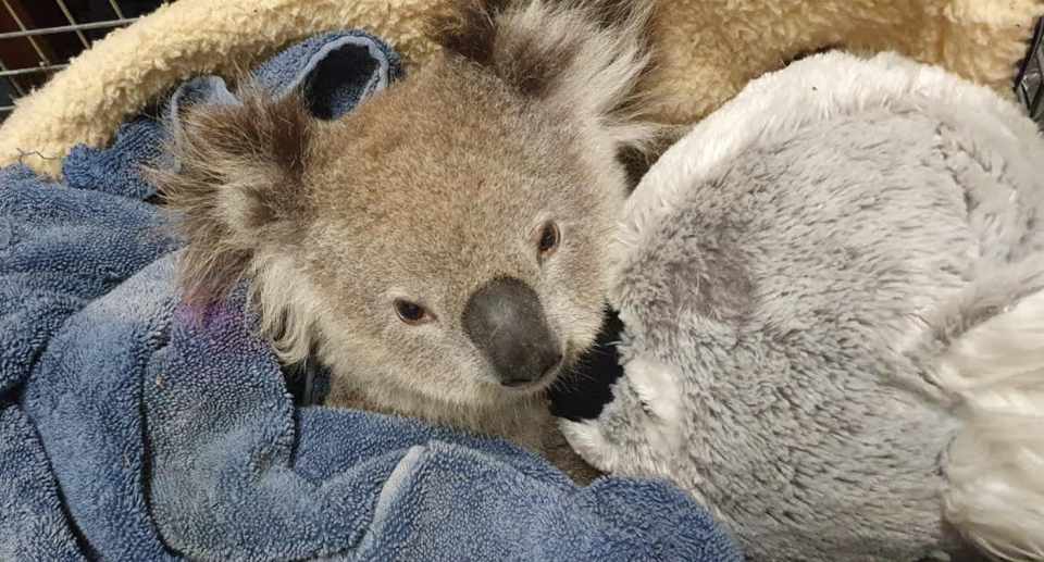 A baby koala wrapped in towels.