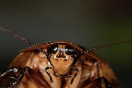 An African cockroach is pictured in the insect farm for human consumption of the biologist Federico Paniagua, as he is promoting the ingestion of a wide variety of insects, as a low-cost and nutrient-rich food in Grecia