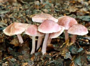 Mushrooms