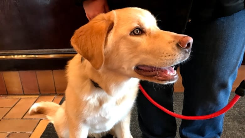 Four-legged guest checks in to Prince George hotel