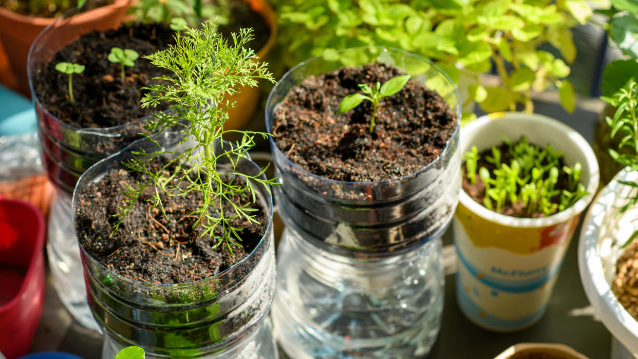  Plastic bottles and drinking cups repurposed as seed planters. 