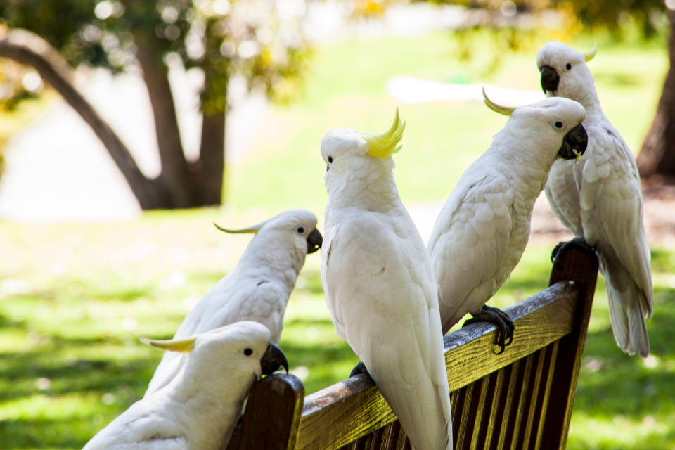 Other residents claimed they also had issues with cockatoos going into their bins too. Source: Getty Images (file pic)