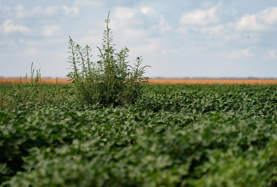 Weeds and weed resistance were a major problem this year after abundant May rains. Weed control is on the agenda of this year’s Randall County Ag Day and Crops Tour Aug. 29 in Canyon.