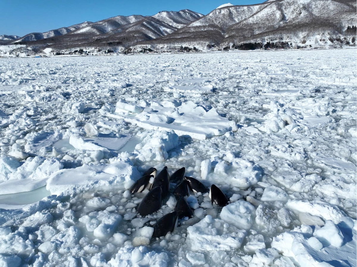 A pod of at least 10 killer whales appear stuck between ice flows off Japan’s northern island of Hokkaido (Wildlife Pro LLC/Facebook)