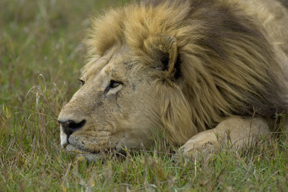 A lion lying in the grass. (Photo: bilderlounge/Tips RF via Getty Images)