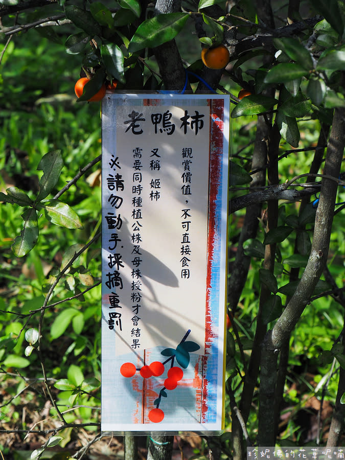 2023新埔柿餅節｜金漢杮餅教育農園