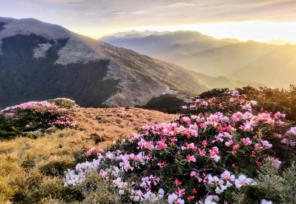 合歡山高山杜鵑正值花期，往年吸引許多遊客上山賞花。（圖：太管處提供）