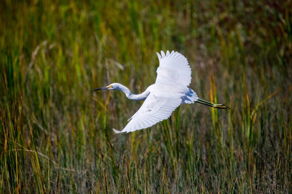 A Snowy Egret flies over the marsh grasses of Hog Inlet, North Myrtle Beach, S.C. Oct. 13, 2021.