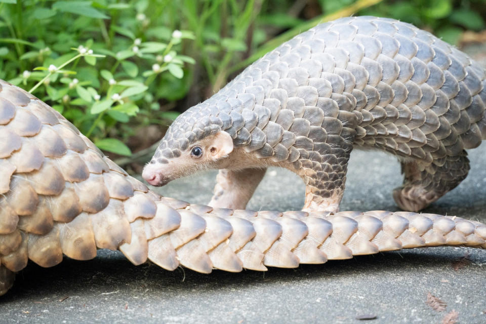 臺北市立動物園將豐富的救傷經驗，轉化建構起完善的穿山甲保育知識體系。（圖／臺北市立動物園）