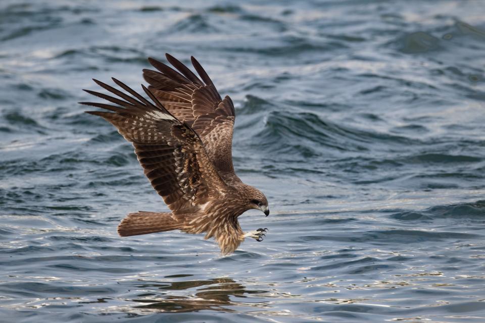 這是俗稱麻鷹的「黑鳶」。Robert 在西貢碼頭捕捉牠在海面獵食的畫面，他說3月到11月期間，只要周日到西貢就很容易見到黑鳶，因為有賣魚的攤檔。 （受訪者提供照片）


