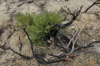 Un año después de que un incendio avivado por el viento calcinara las montañas sobre Lone Pine, California, se pueden ver destellos de nueva vegetación en un rincón quemado del Bosque Nacional Inyo el miércoles 27 de julio de 2022. (AP Foto/Michael Blood)