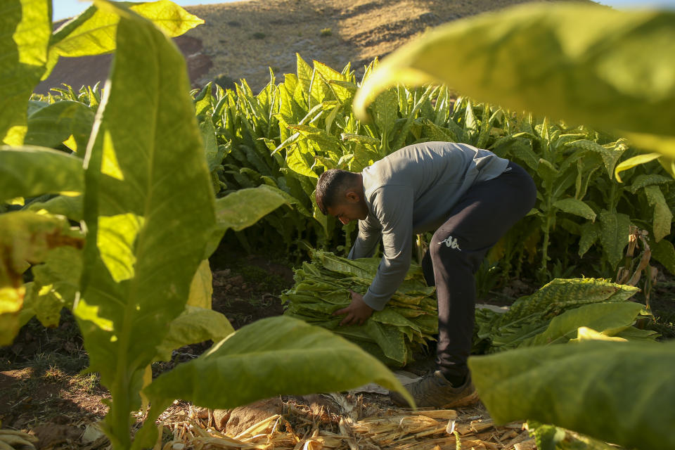 Mehmet Emin Calkan, 19, collects tobacco leaves in a field near Kurudere village, Adiyaman province, southeast Turkey, Wednesday, Sept. 28, 2022. Official data released Monday Oct. 3, 2022 shows consumer prices rise 83.45% from a year earlier, further hitting households already facing high energy, food and housing costs. Experts say the real rate of inflation is much higher than official statistics, at an eye-watering 186%. (AP Photo/Emrah Gurel)