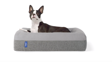 14 extra AF pet products for National Spoil Your Dog Day