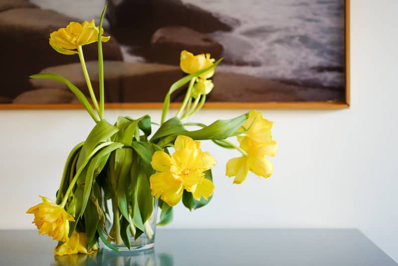 withered yellow tulips in a vase in front of a framed picture