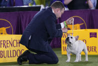 A handler gets the attention of his French bulldog during judging of the Best in Show category at the Westminster Kennel Club dog show, Sunday, June 13, 2021, in Tarrytown, N.Y. (AP Photo/Kathy Willens)