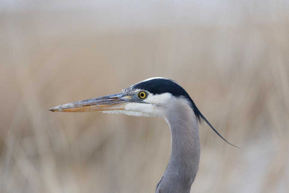 A great blue heron stands at the Great Salt Lake’s Farmington Bay in Farmington on Sunday, Feb. 26, 2023. | Ryan Sun, Deseret News