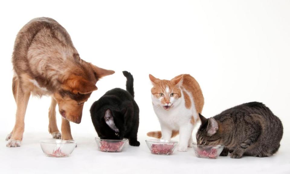 A dog and three cats eating meat out of bowls