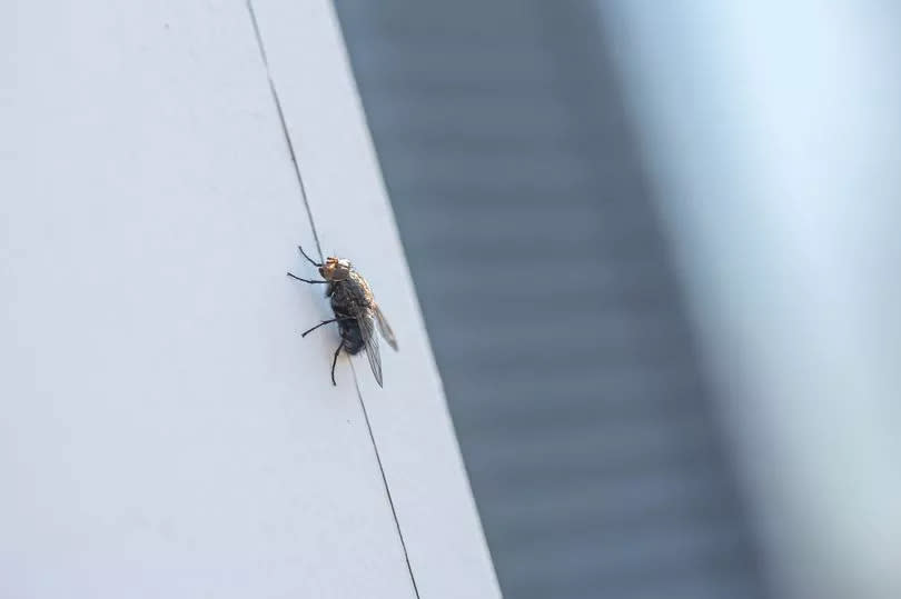 Some flies can carry up to an estimated 65 dangerous diseases