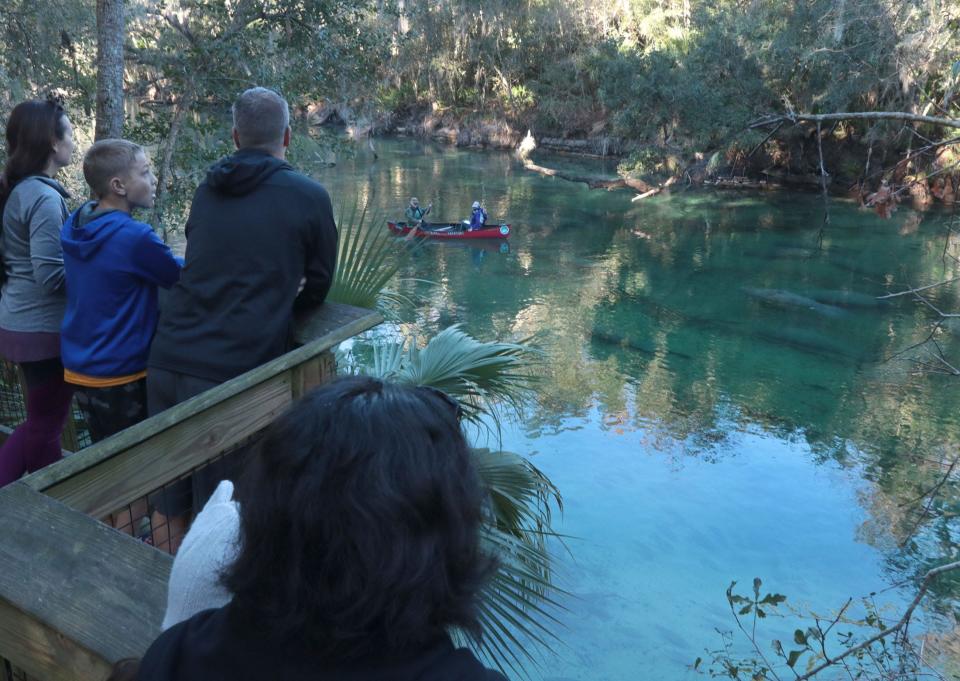 People check out the roughly 500 manatees gathered Thursday at Blue Spring State Park in Orange City.
