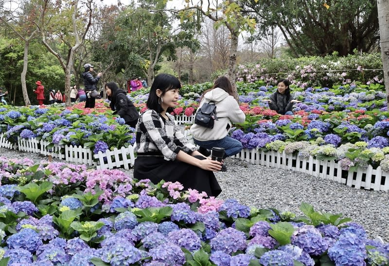 台北杜鵑花季　繡球花海吸睛（3） 2024台北杜鵑花季即日起至31日在大安森林公園登 場，園區繡球花海繽紛夢幻，粉紅、粉藍、粉紫色花 朵十分吸睛，吸引許多民眾到場賞花、拍照留念。 中央社記者張皓安攝　113年3月3日 