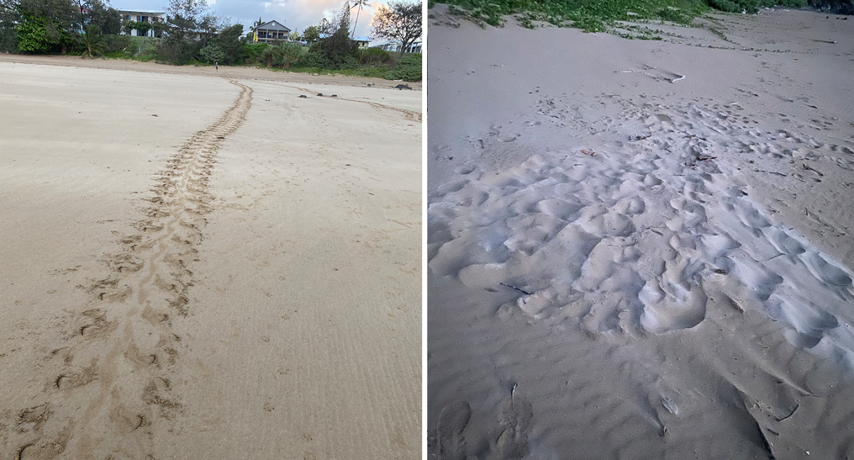 Left - footprints leading up the beach. Right - a cluster of footprints where the eggs were laid.