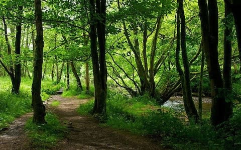 The picturesque Wreaya Woods are close by on the Cumbria Wildlife Trust nature reserve - Credit: John Morrison/Alamy