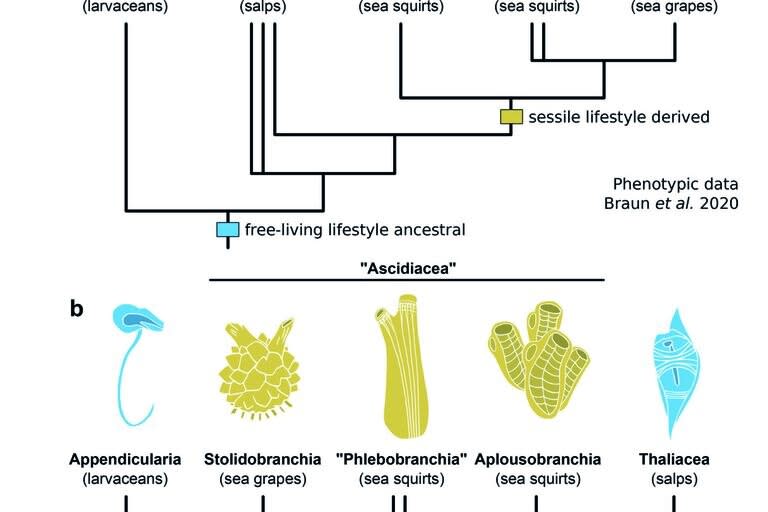 Los datos fenotípicos respaldan la monofilia de las ascidiaceans, todas las cuales son sésiles y epibentónicas en la edad adulta, y sugieren la parafilia de los taliáceos pelágicos y de vida libre 5 . b Los datos transcriptómicos sugieren que las ascidiaceans son parafiléticas y respaldan la monofilia de las thaliaceans 4 , 6 , 8 .