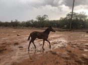 A horse is seen at Nyngan, Australia after a duststorm and rain