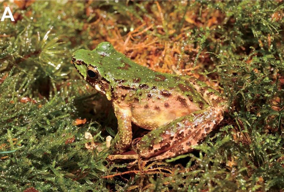 A Odorrana leishanensis, or Leishan odorous frog, sitting in some plants.