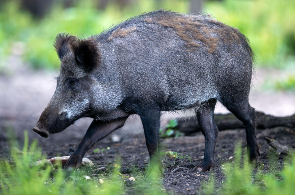 19 June 2020, Mecklenburg-Western Pomerania, Kaliss: Wild boars are standing in a game preserve. In the northeast there are too many wild boars according to the forestry authorities. Not only because of the threat of African swine fever, the animals are increasingly hunted. Photo: Jens Büttner/dpa-Zentralbild/ZB (Photo by Jens Büttner/picture alliance via Getty Images)