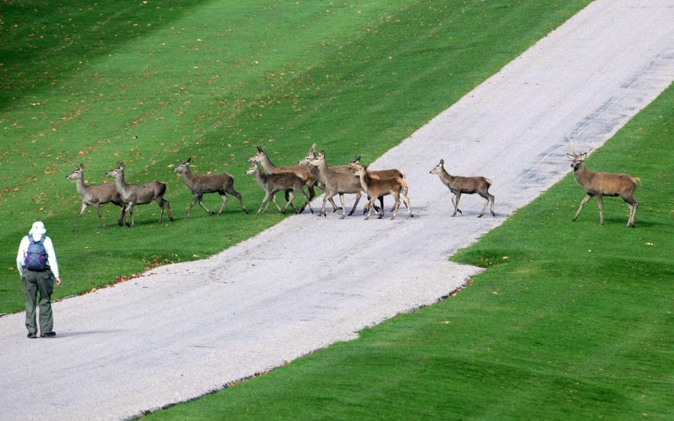 A walker encounters deer in Windsor Great Park in Berkshire - 25/10/ 2017 - Steve Parsons/PA