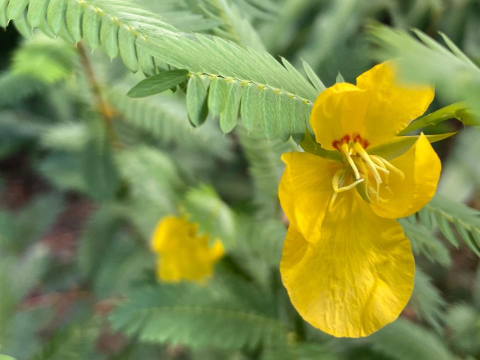 Partridge pea were provided to students at the town&#39;s Earth Day event.