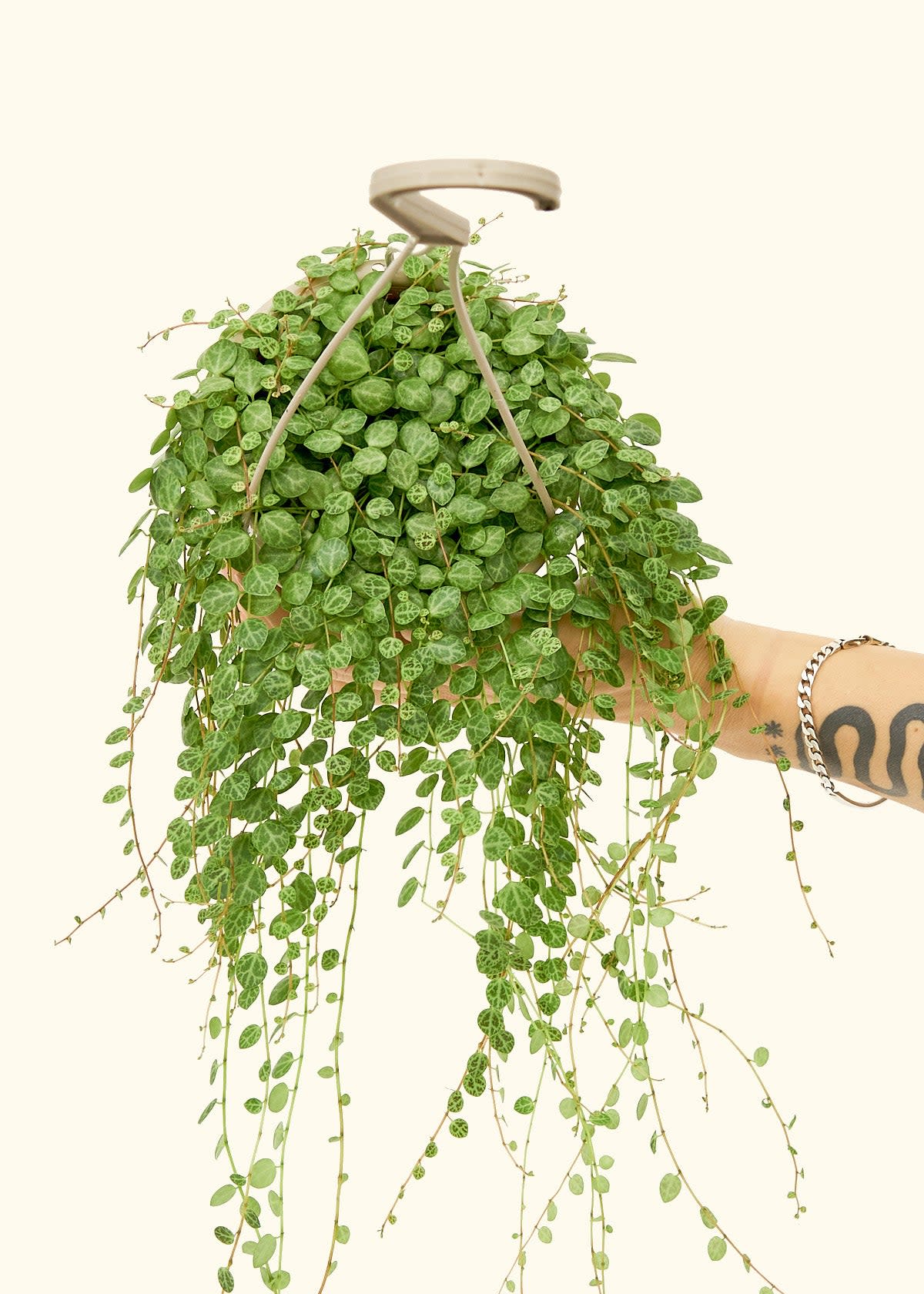 <p><a href="https://heyrooted.com/products/string-of-turtles-peperomia-prostrata" rel="nofollow noopener" target="_blank" data-ylk="slk:Shop Now;elm:context_link;itc:0;sec:content-canvas" class="link rapid-noclick-resp">Shop Now</a></p><p>String of Turtles</p><p>heyrooted.com</p><p>$40.00</p>