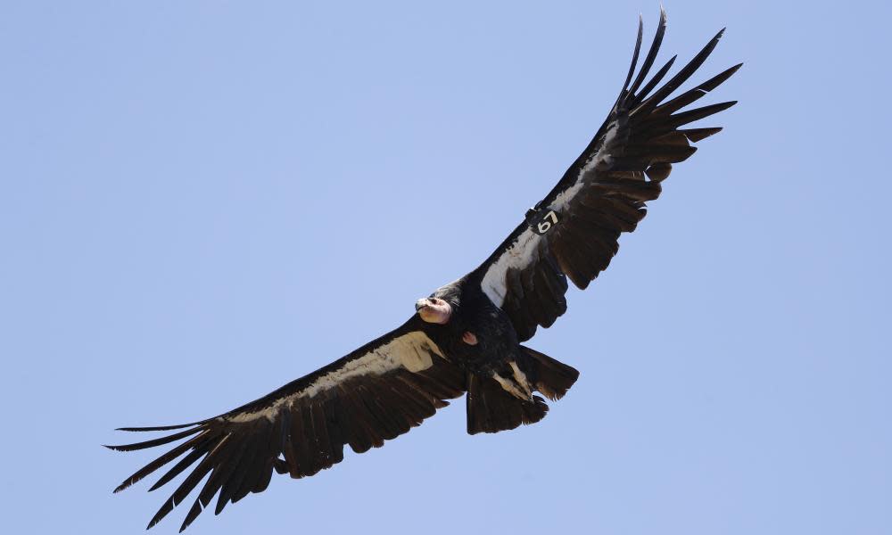 <span>Photograph: Marcio José Sánchez/AP</span>